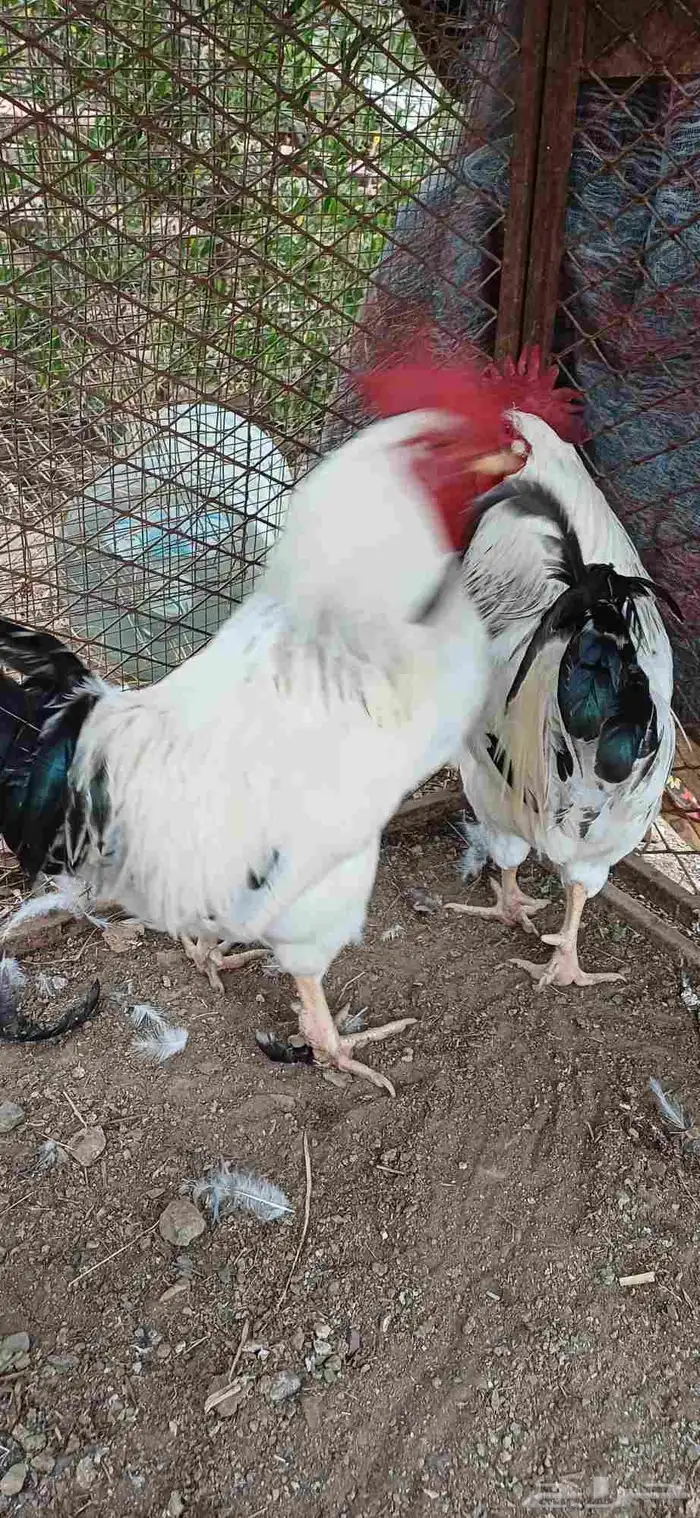 ديوك فرنسي 6