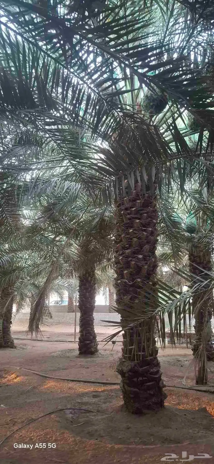 نخل طوال للبيع 1