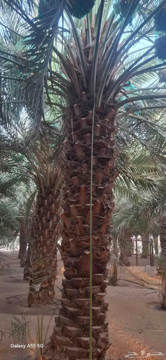 نخل طوال للبيع 3