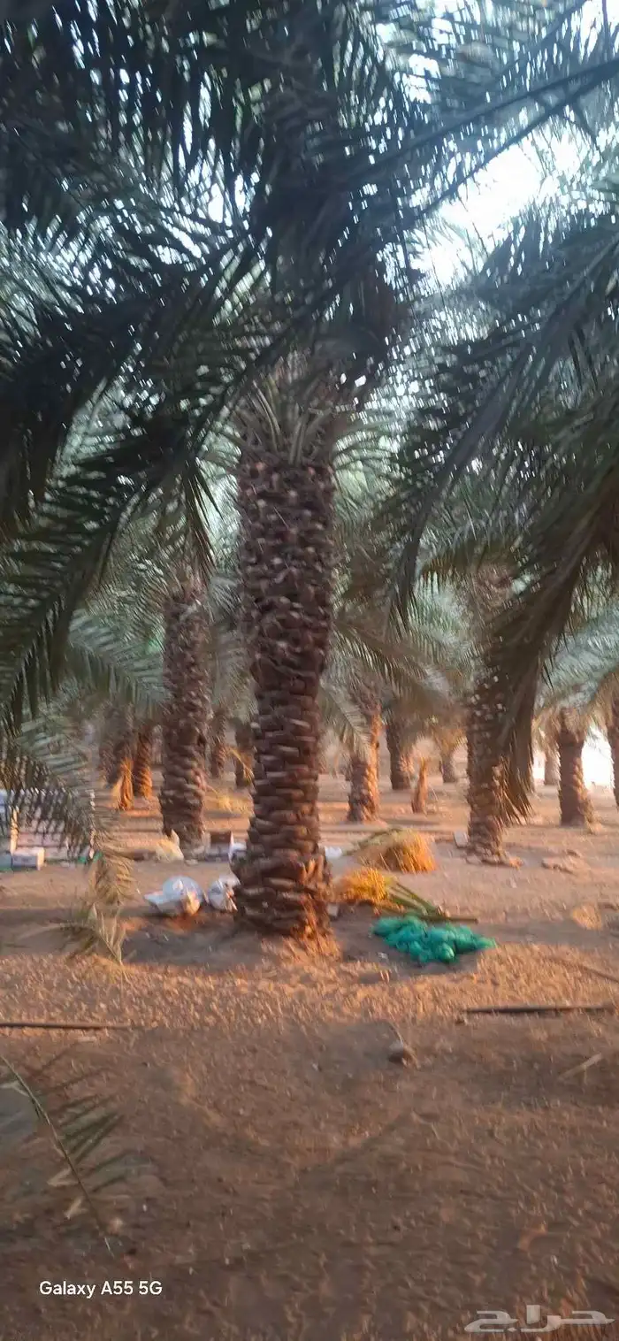 نخل طوال للبيع 4