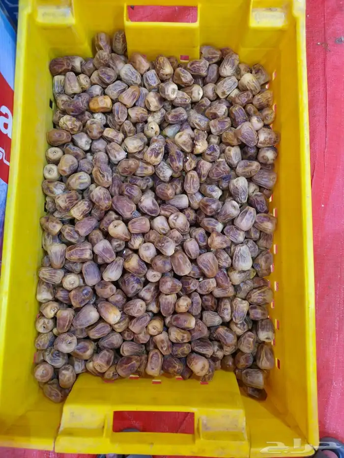تمر سكري ناشف احجام متوسطه 1