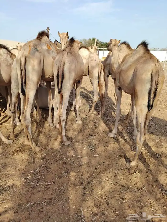 حشو قعدان مفاريد السعر 2850 2