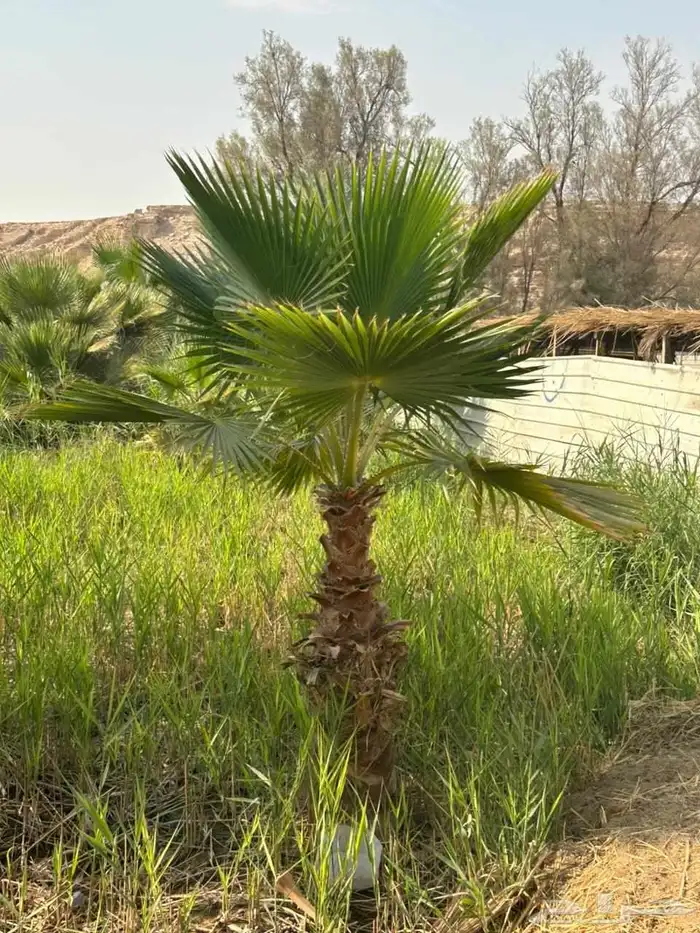 يوجد لدينا نخيل واشنطني امريكي ابو مروحه زينه 1