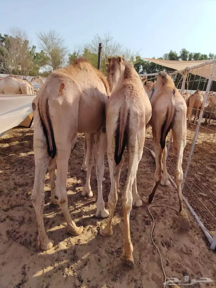 حشو قعدان مفاريد السعر 2850 1