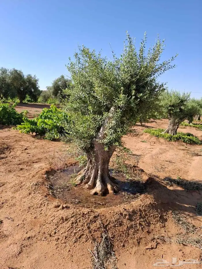 توريدالنخيل الواشنطونياءوالعربي وزيتون 11
