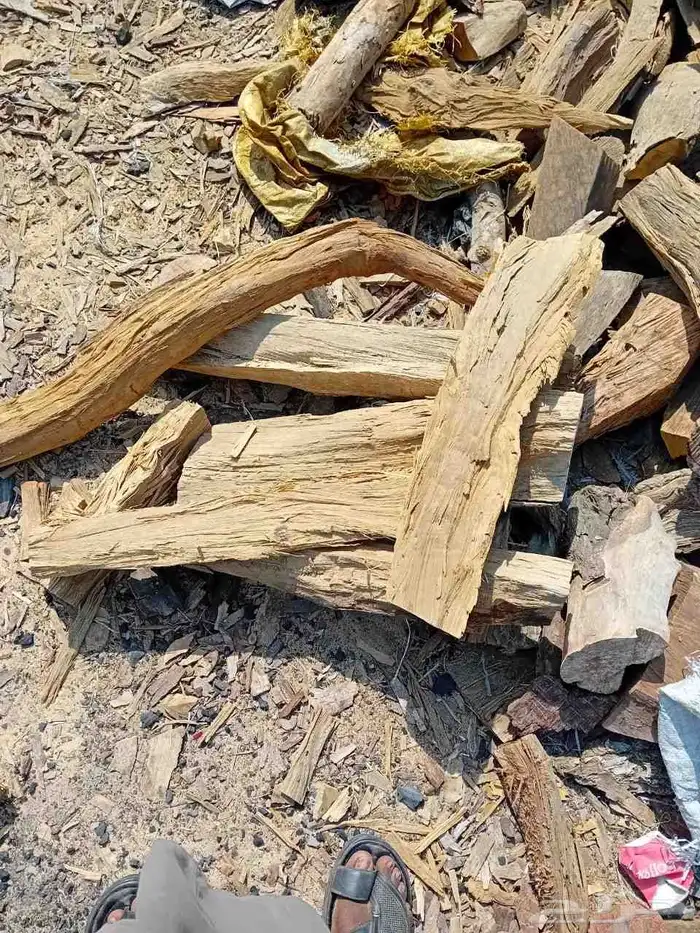 حطب شاف وطلح أفريقي الكيلو 3 ريال 0