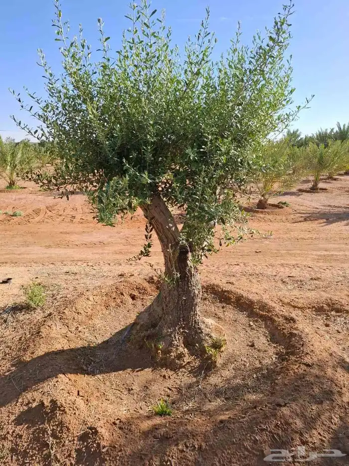 توريدالنخيل الواشنطونياءوالعربي وزيتون 13