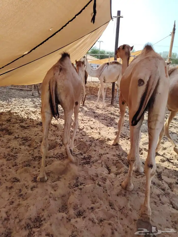 حشو قعدان مفاريد السعر 2850 3