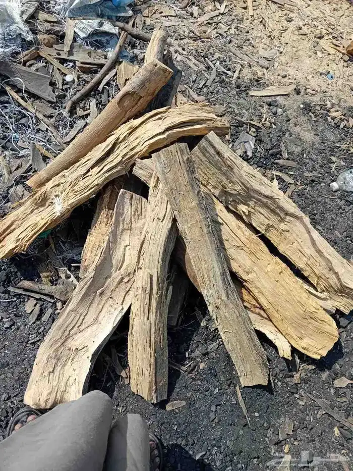 حطب شاف وطلح أفريقي الكيلو 3 ريال 1
