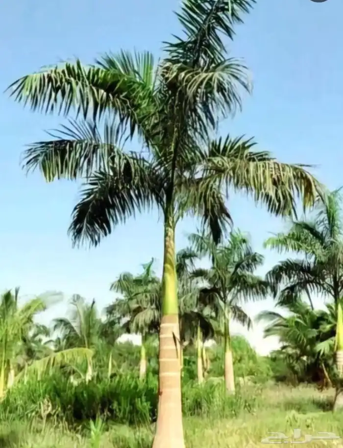 نخل ملوكي وجوز هند وحمضيات مقاسات مختلفه 1
