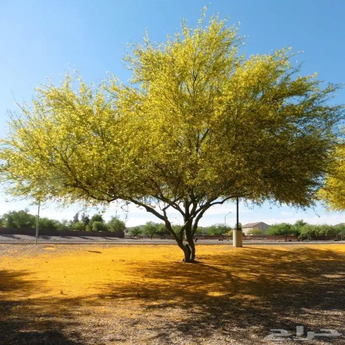 بذور سرسيديوم بالكيلو فقط 0