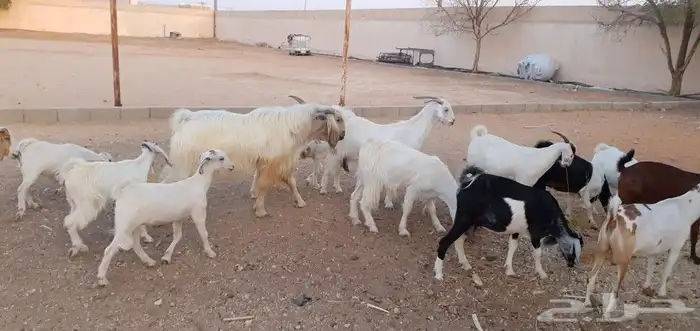 التيس مع الغنم للبيع 1