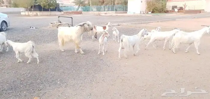 التيس مع الغنم للبيع 4