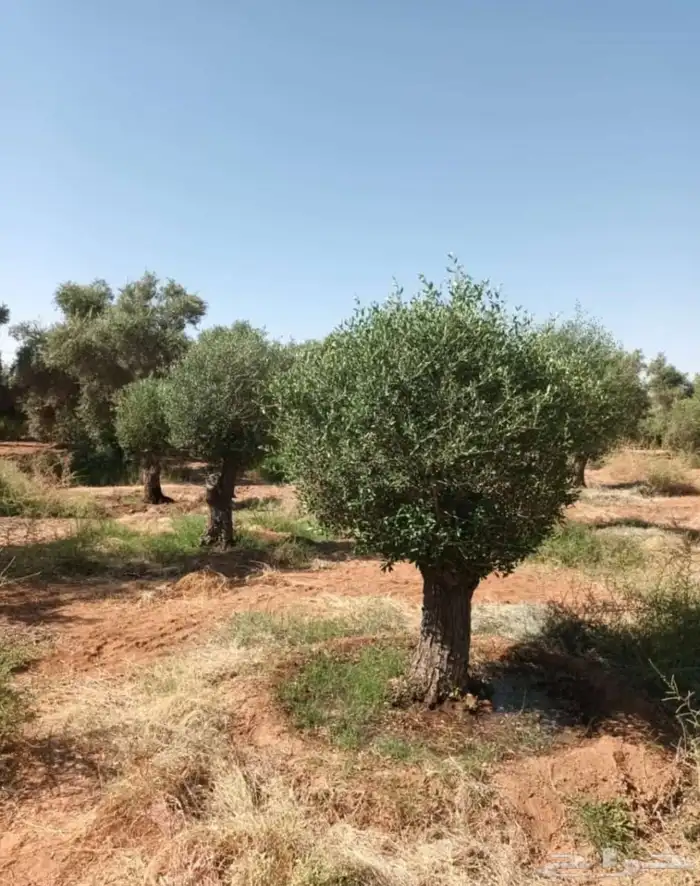 يوجد لدينا أشجار زيتون معمر ومفرع وأشجار متنوعه ترمنيليا ( ر 3