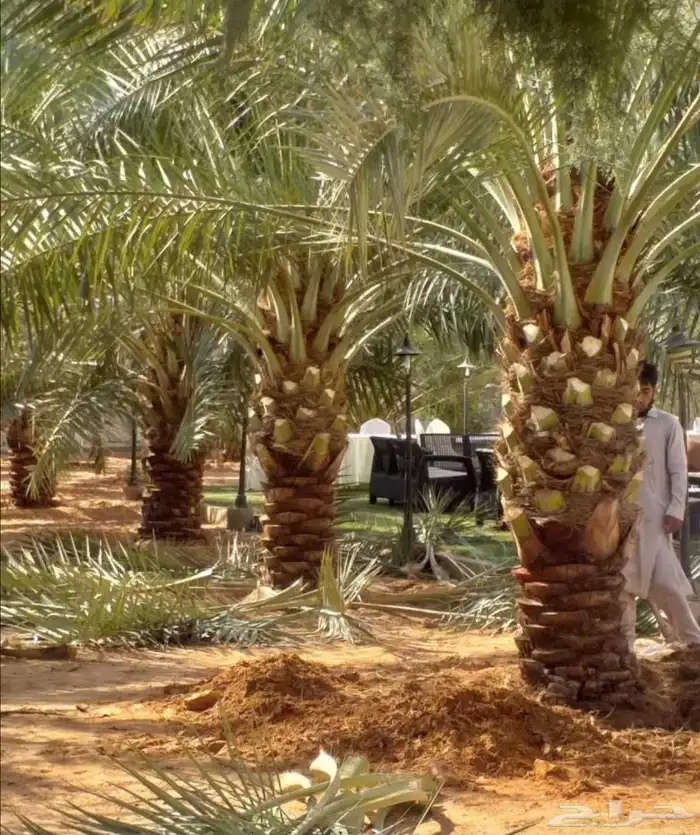 نخل مثمر للبيع سكري صقعي مجدول نخيل واشنطني عجوه خضري عنبر 5