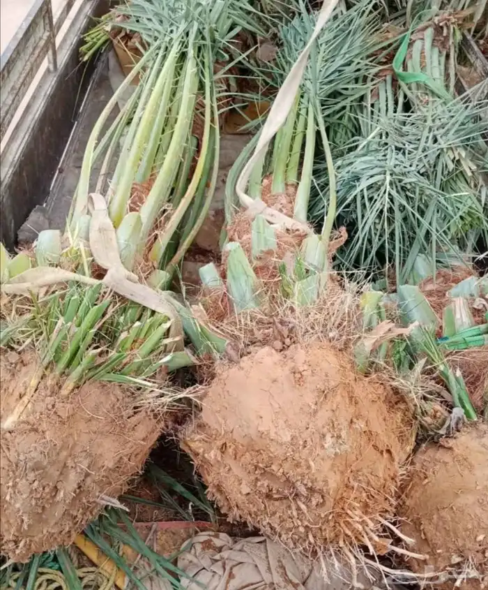 نخل مثمر للبيع سكري صقعي مجدول نخيل واشنطني عجوه خضري عنبر 6