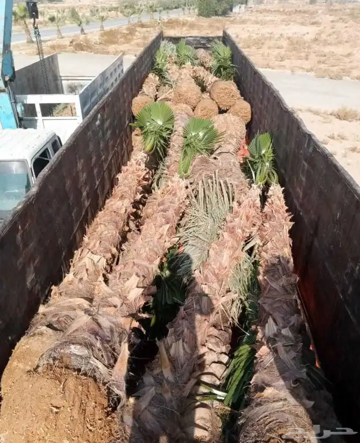 نخيل عربي مثمر ووشنطني زينه للبيع جميع المقاسات متوفرة لدينا 5