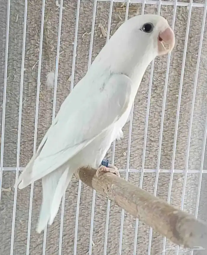 جوز روز للبيع 1