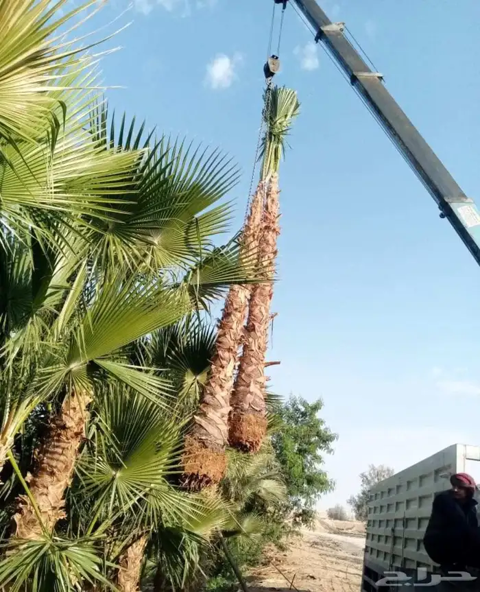 نخيل عربي مثمر ووشنطني زينه للبيع جميع المقاسات متوفرة لدينا 4