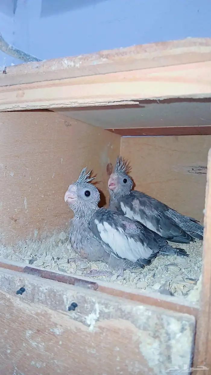 فرخين كروان للغر 4