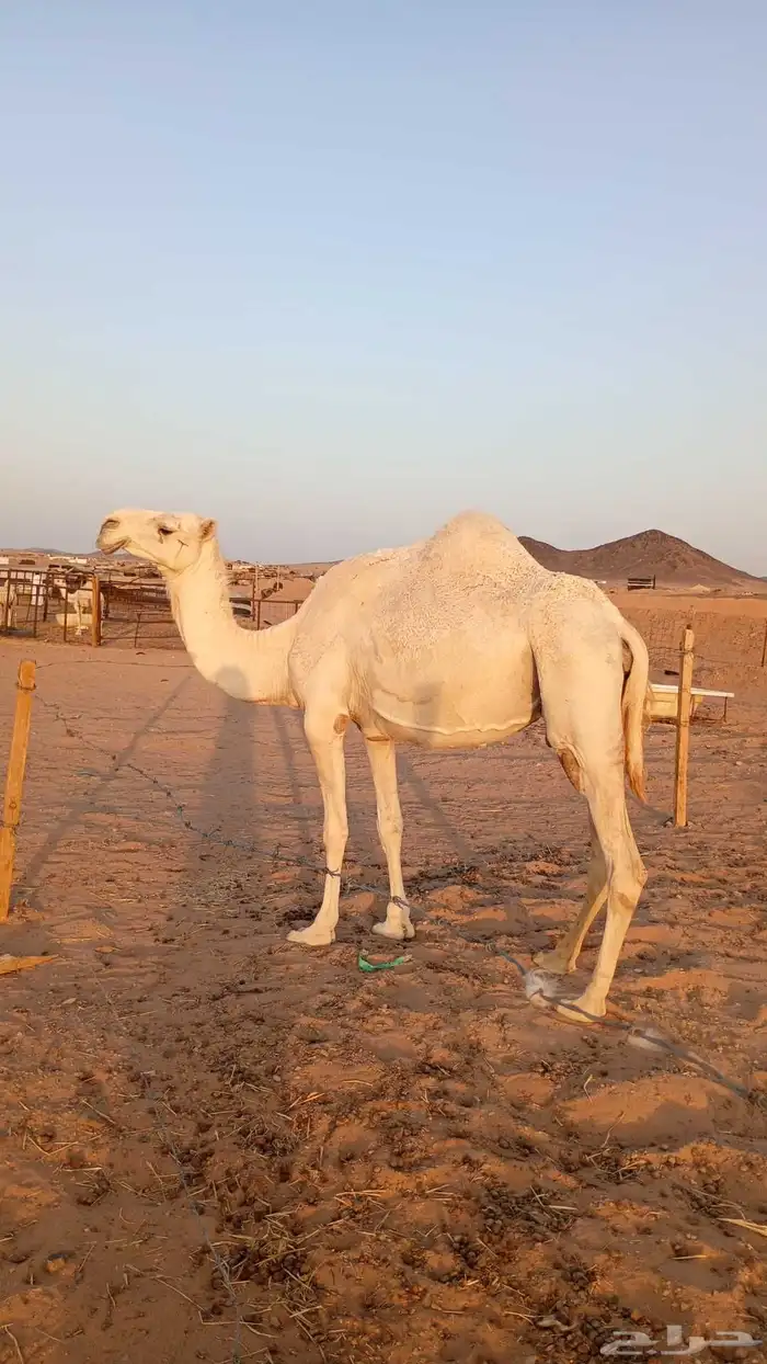 ناقه مبيوع ولدها شاق الناب والناقه عوراء 1