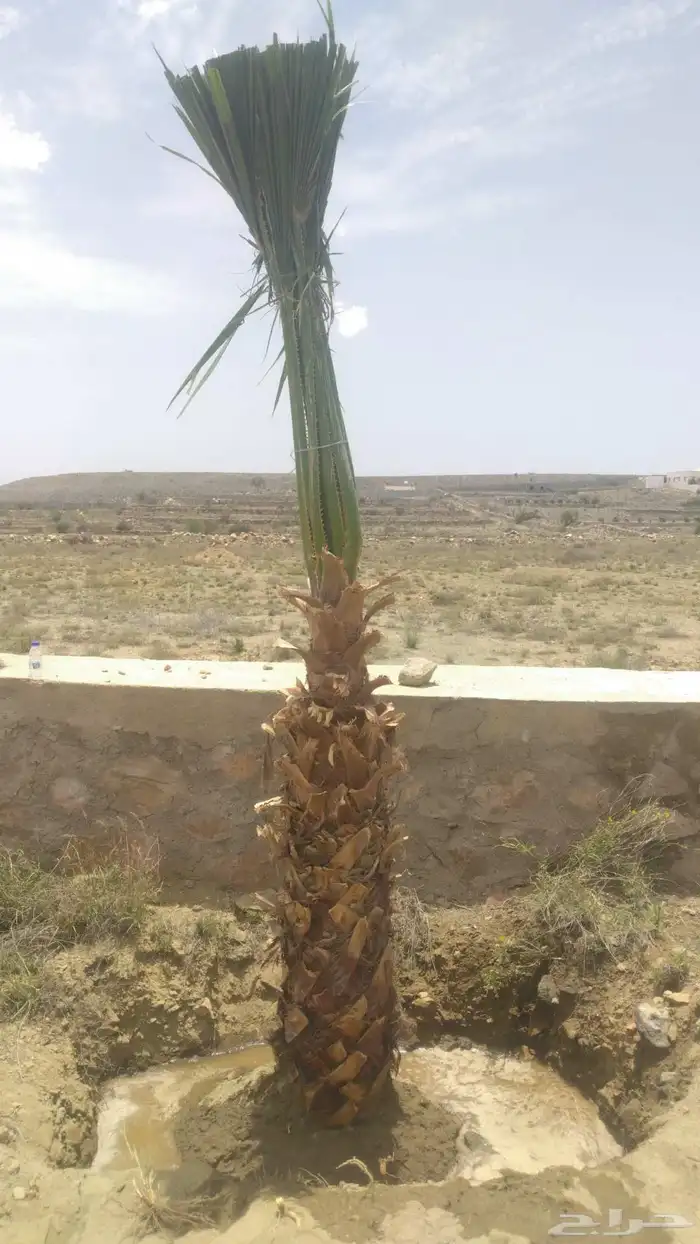 نخيل عربي مثمر ووشنطني زينه للبيع جميع المقاسات متوفرة لدينا 6