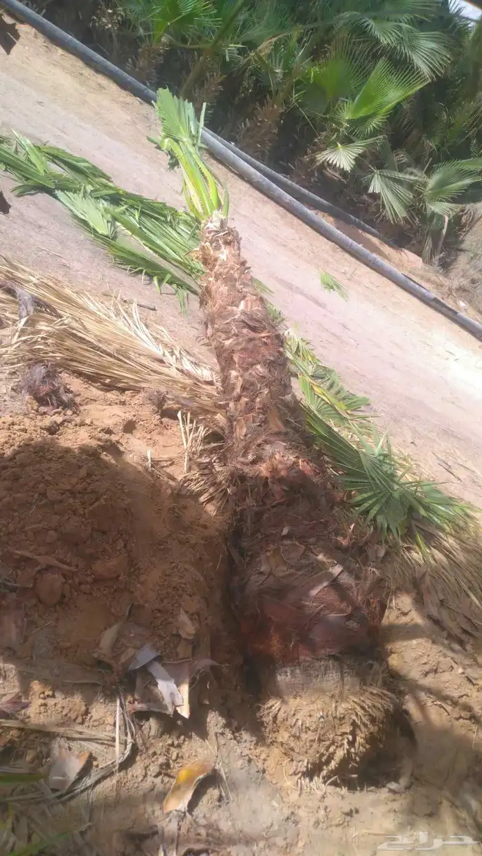 نخيل عربي مثمر ووشنطني زينه للبيع جميع المقاسات متوفرة لدينا 2