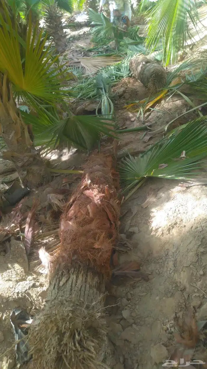 نخيل عربي مثمر ووشنطني زينه للبيع جميع المقاسات متوفرة لدينا 3