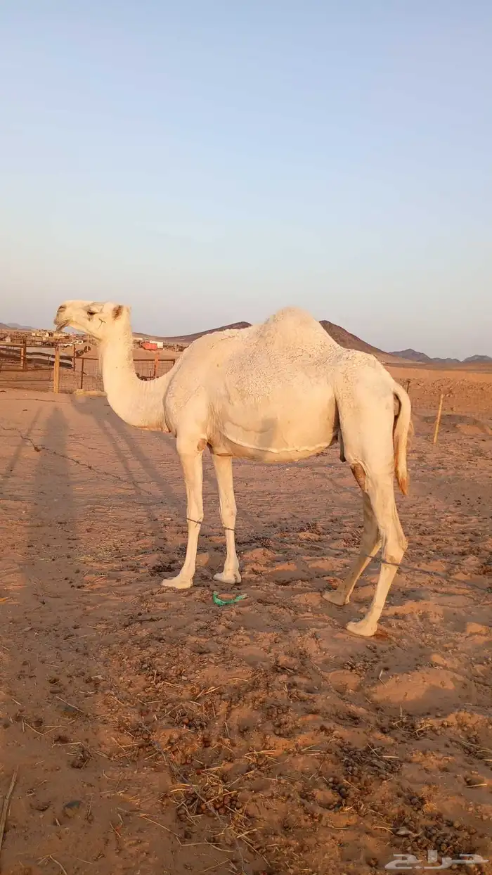 ناقه مبيوع ولدها شاق الناب والناقه عوراء 0