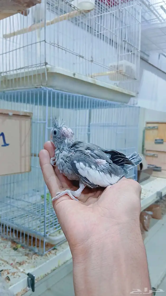 فرخين كروان للغر 1