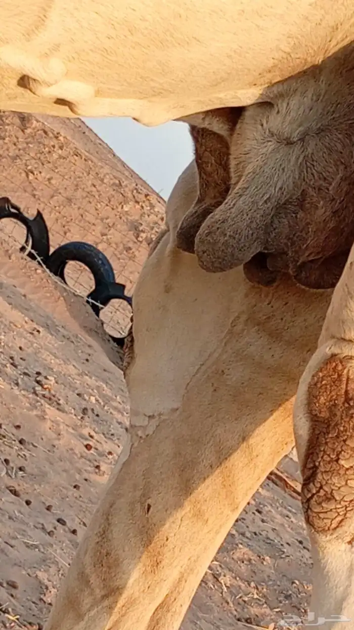 ناقه مبيوع ولدها شاق الناب والناقه عوراء 2