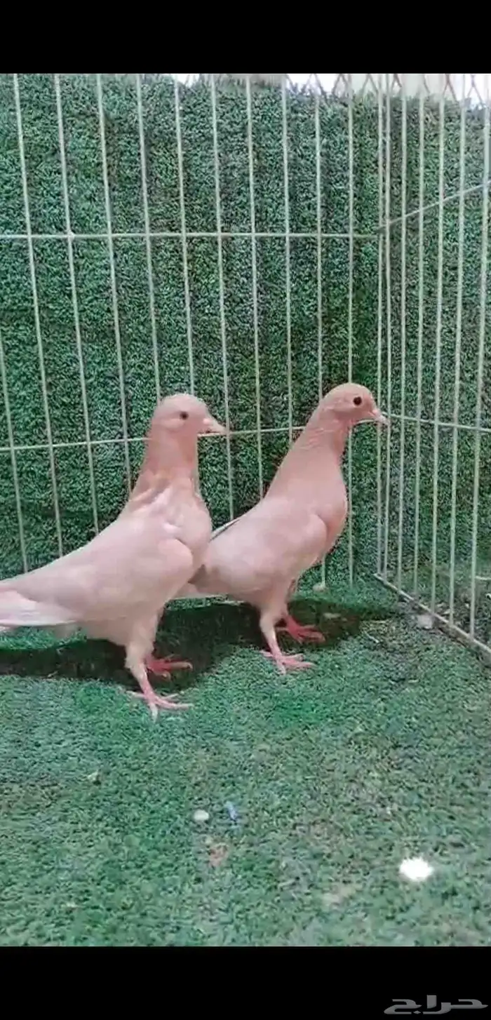 جوزين صنعاني توب حجم وصوت ومستوي 7