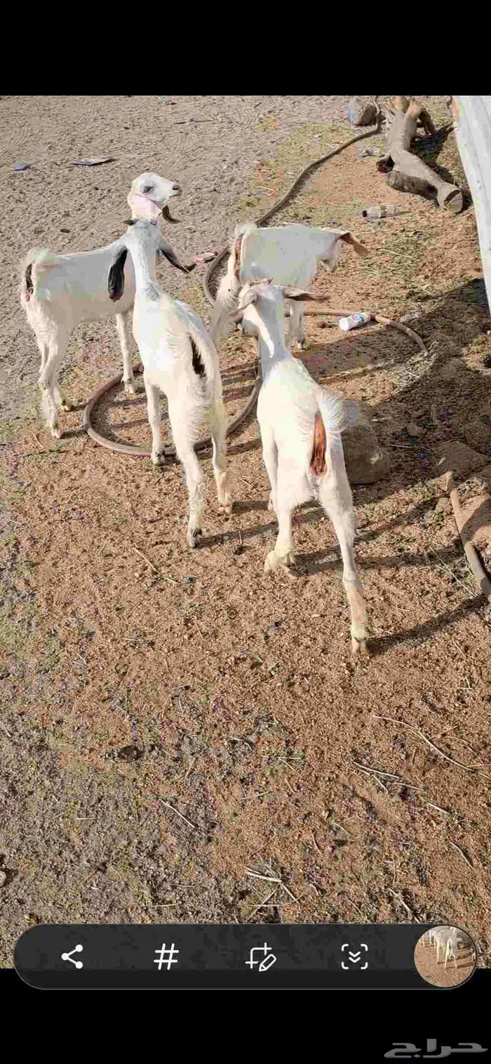 للبيع بهم تربيه نضيف وشحم 2