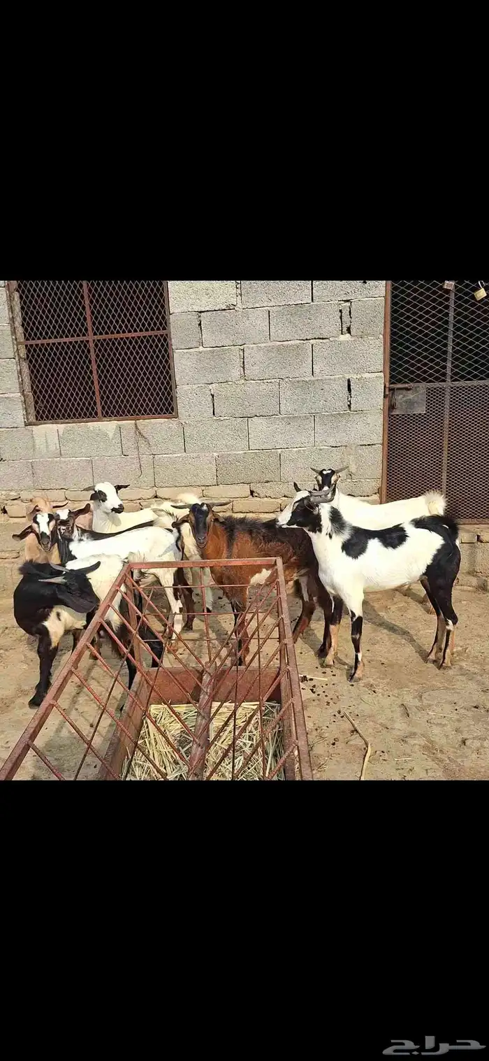 للبيع تيوس مخصاه 1