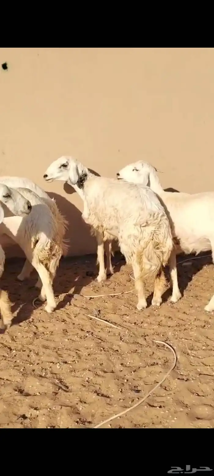 للبيع حريات العدد 7روس جذعات وثنوات 0