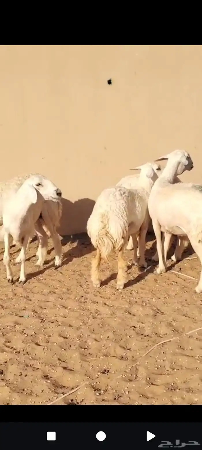 للبيع حريات العدد 7روس جذعات وثنوات 2