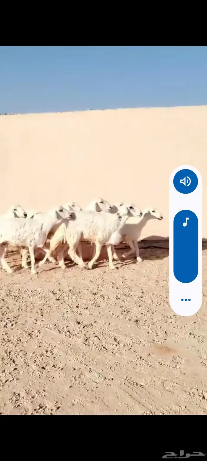 للبيع حريات العدد 7روس جذعات وثنوات 3