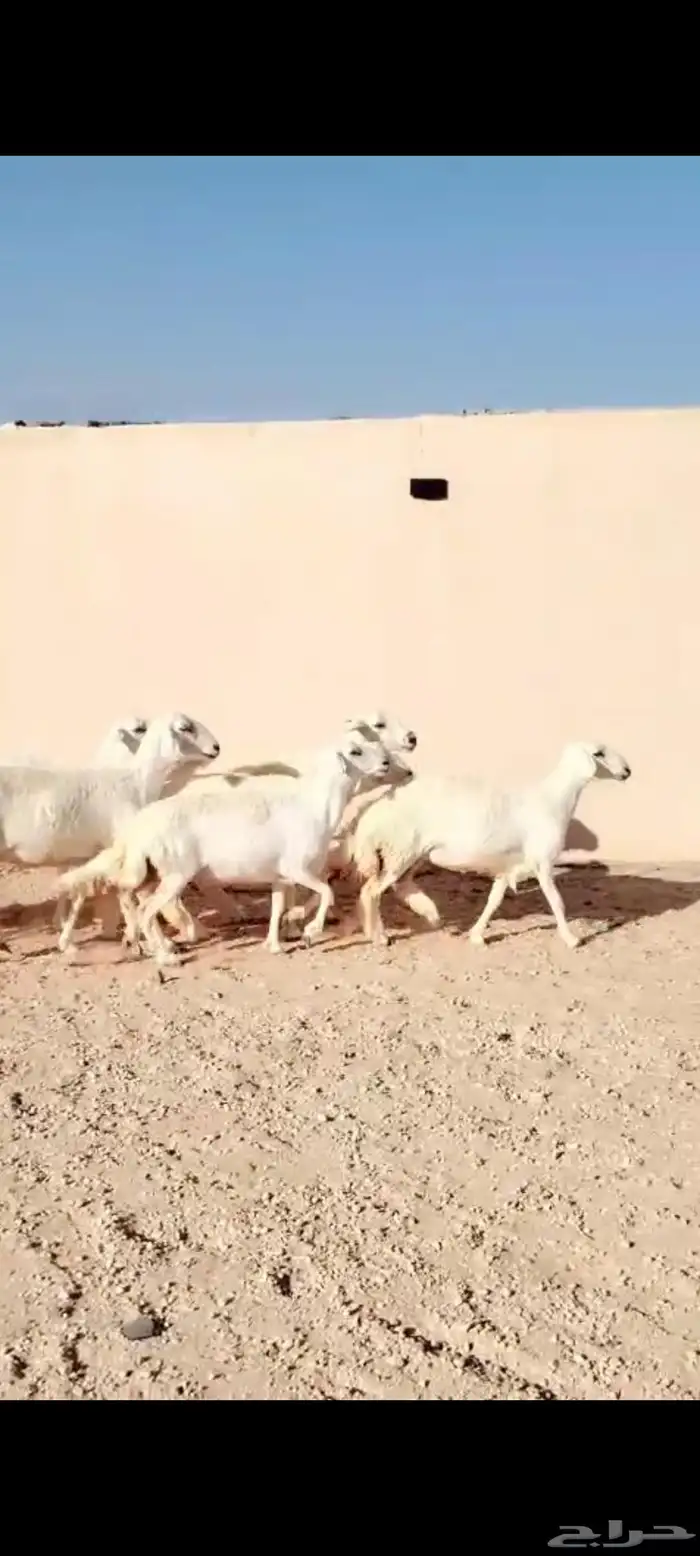 للبيع حريات العدد 7روس جذعات وثنوات 5