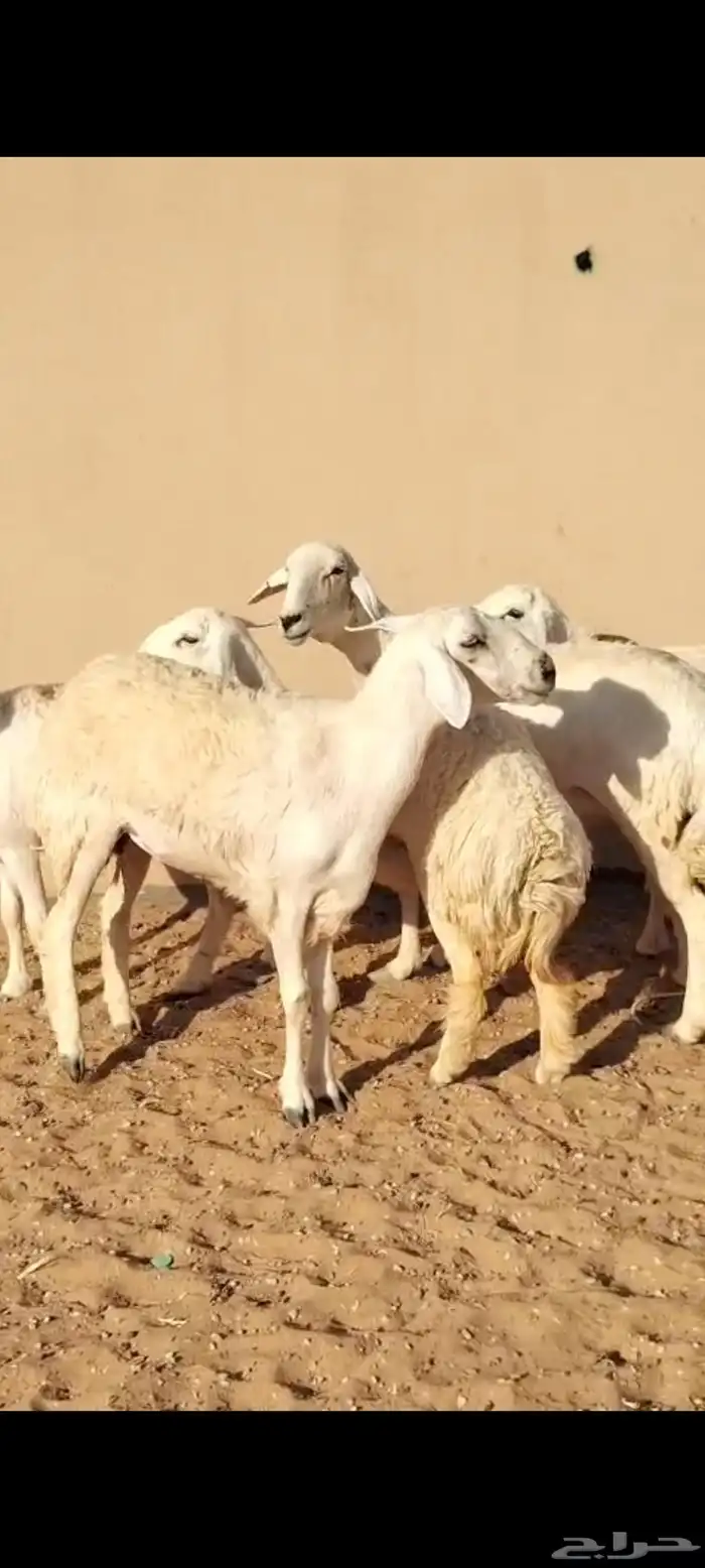 للبيع حريات العدد 7روس جذعات وثنوات 1