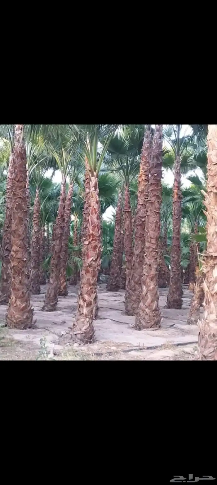 نقوم بقلع وغرس وتوريد جميع انواع النخيل العربي والوشنطان 5