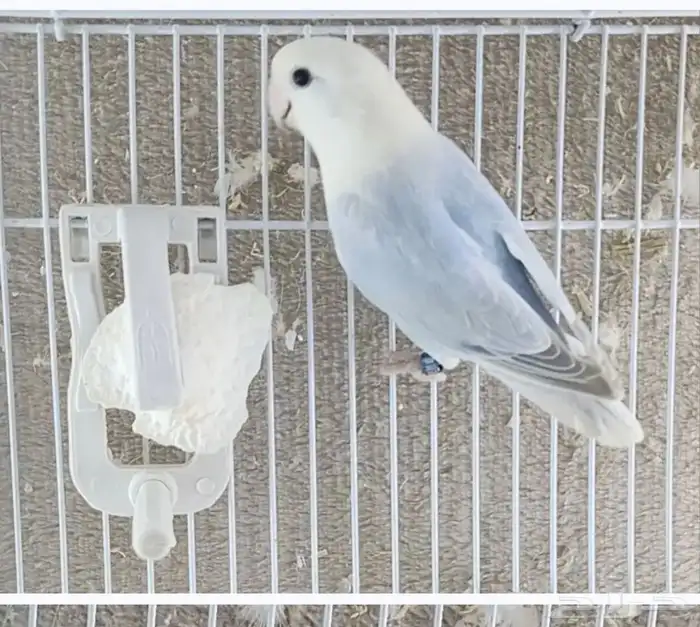 جوز روز للبيع 2