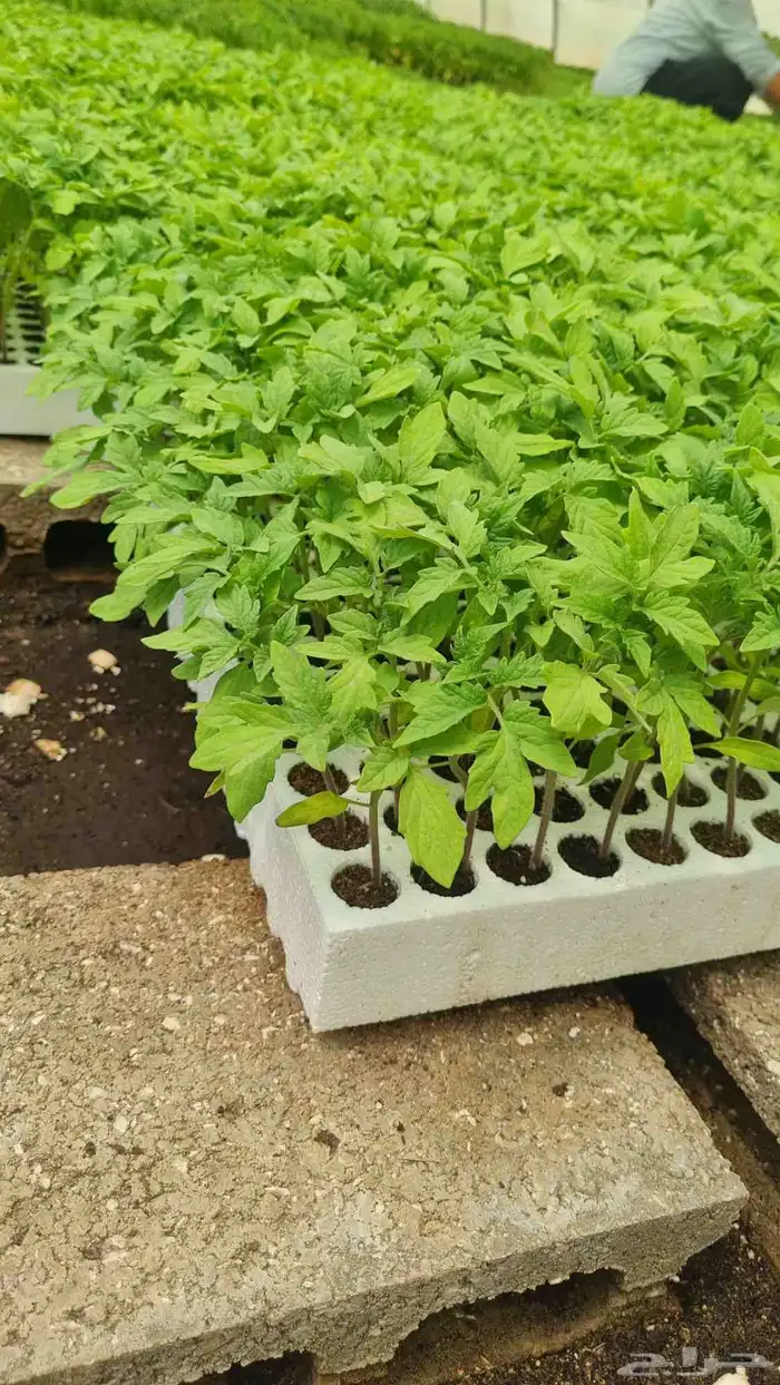 شتلات طماطم محمي 0