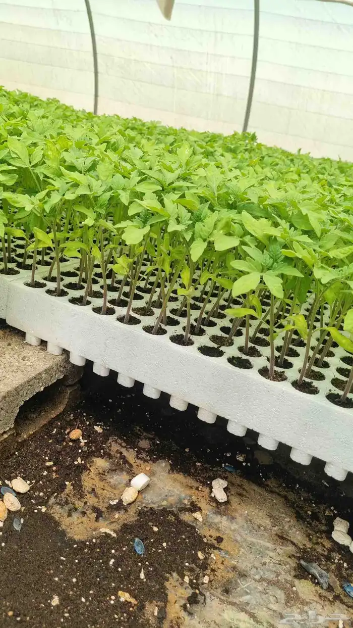 شتلات طماطم محمي 1