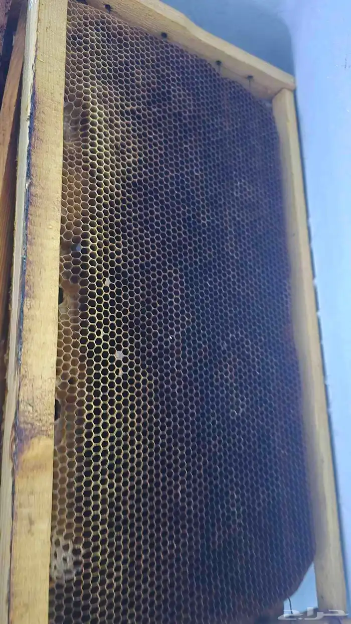 برويز نحل بلدي للبيع العدد 60 0