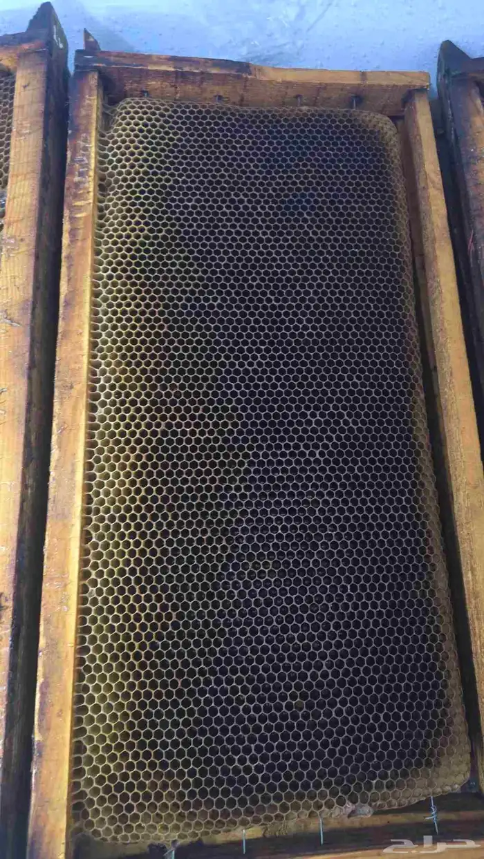 برويز نحل بلدي للبيع العدد 60 2