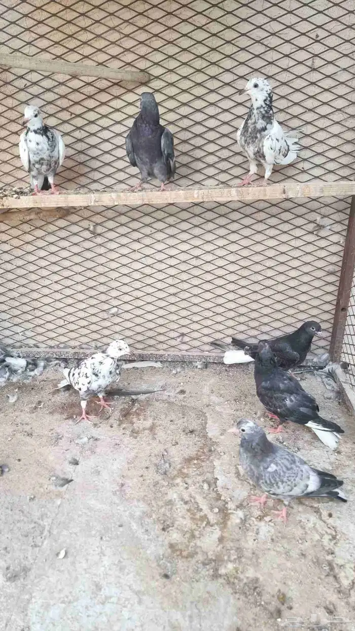 حمام قطيفي (طبات) 0