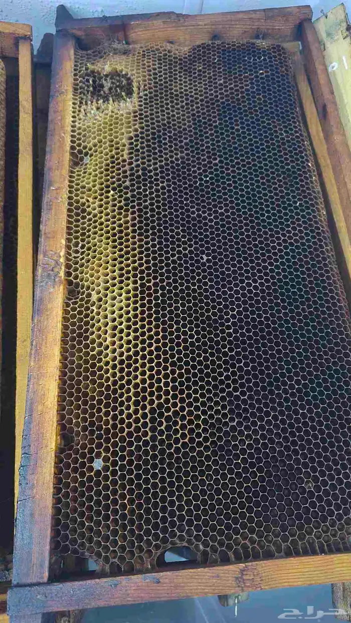 برويز نحل بلدي للبيع العدد 60 1