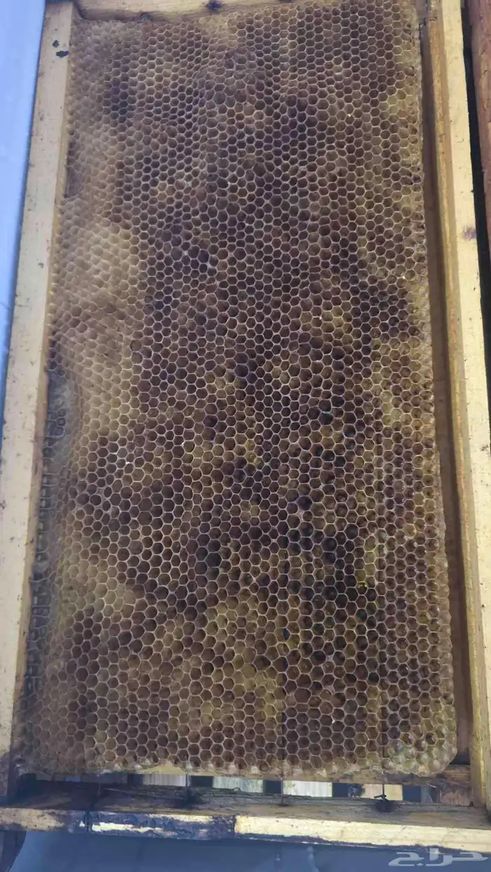 برويز نحل بلدي للبيع العدد 60 4