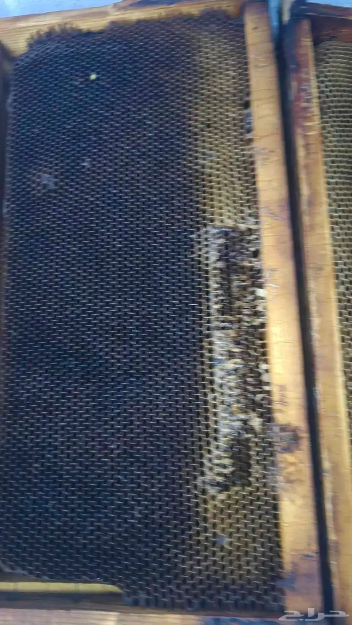 برويز نحل بلدي للبيع العدد 60 3