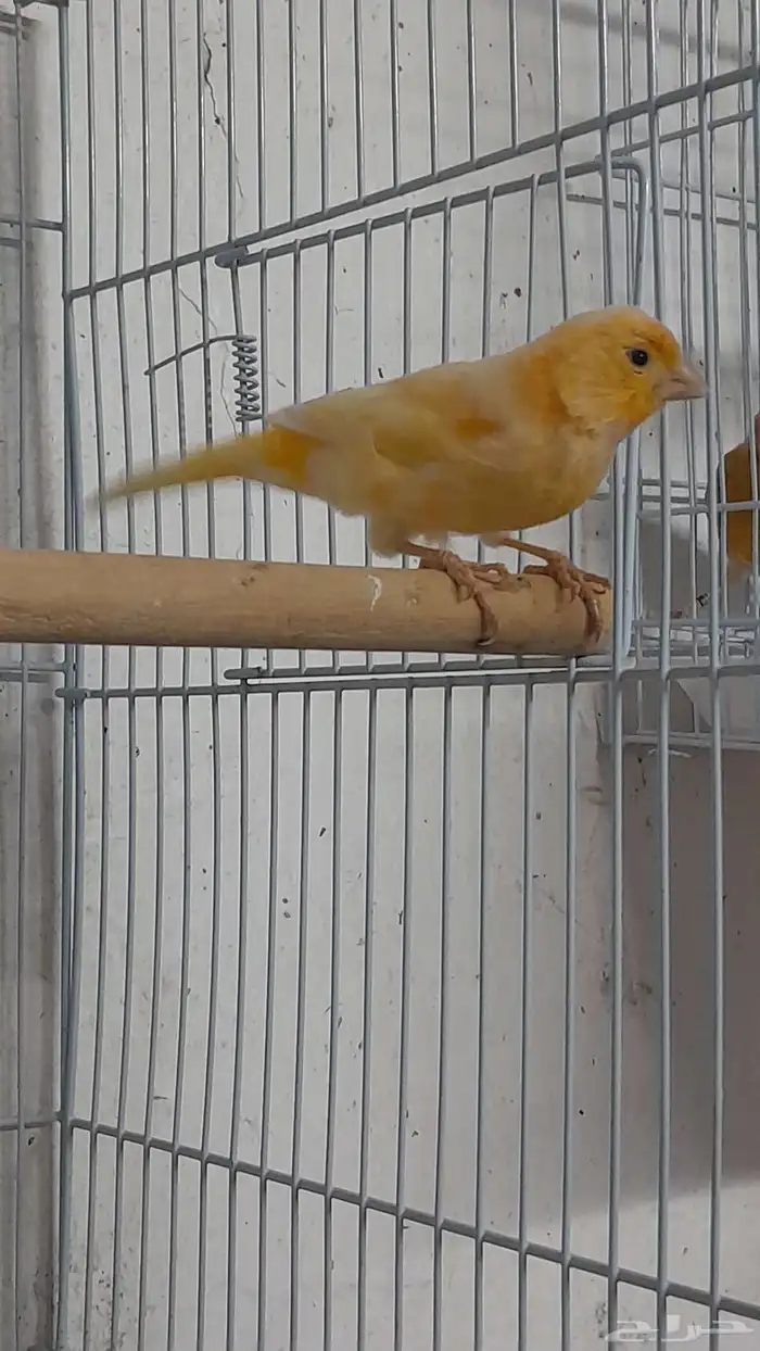 انثى كناري سوري (تم البيع) 1